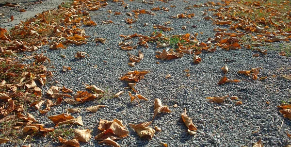 Ξηρά καφέ πεσμένα φύλλα σε μονοπάτι από χαλίκι — Φωτογραφία Αρχείου