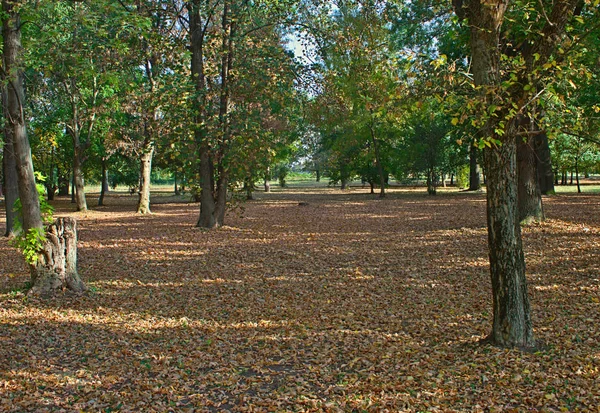 Public park covered with brown fallen leaves — Stock Photo, Image