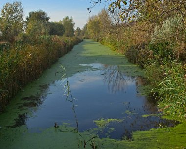 Sonbahar zamanı bataklıkta sakin bir manzara