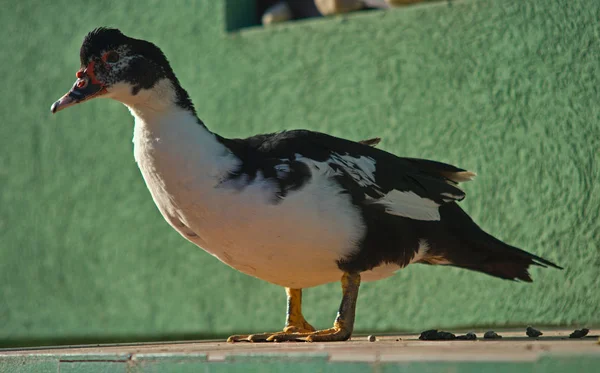 Pato preto e branco em pé na frente de uma parede verde — Fotografia de Stock