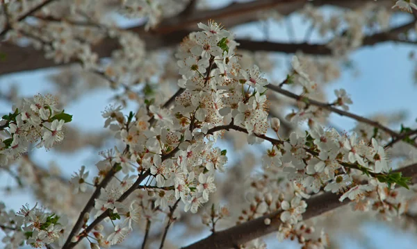 Spousta kvetoucích třešní na jaře — Stock fotografie