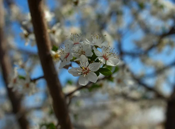 Abundancia de flores de cerezo en flor en primavera — Foto de Stock