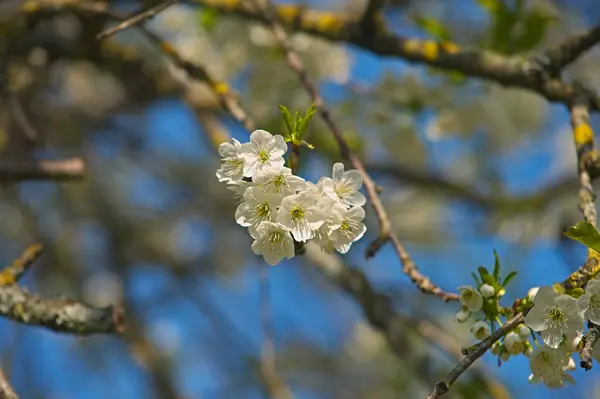 Ветвь вишни, полная цветущих цветов — стоковое фото