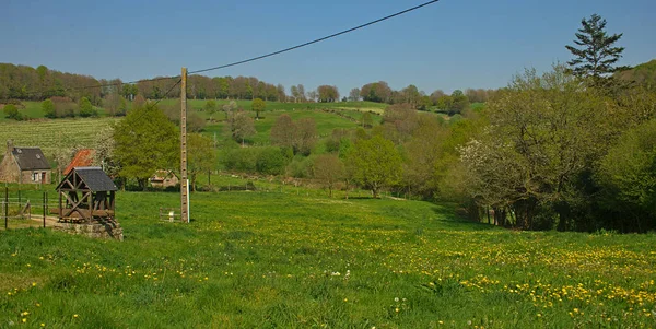 Пустое поле с цветущими одуванчиками и деревьями вокруг — стоковое фото