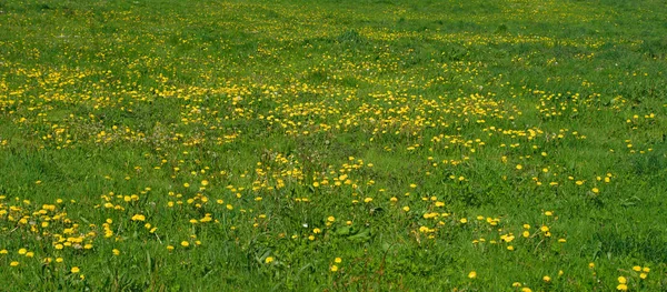 Pole trawy pełne kwitnących mniszków lekarskich — Zdjęcie stockowe