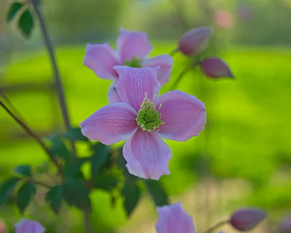 Virágzó világos lila virágokkal teli növény — Stock Fotó