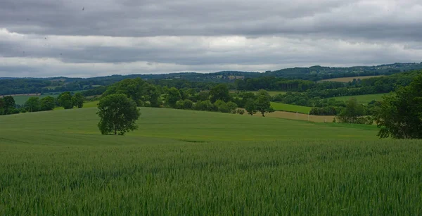 Ormanlı buğday tarlası ve arka planda gökyüzü — Stok fotoğraf