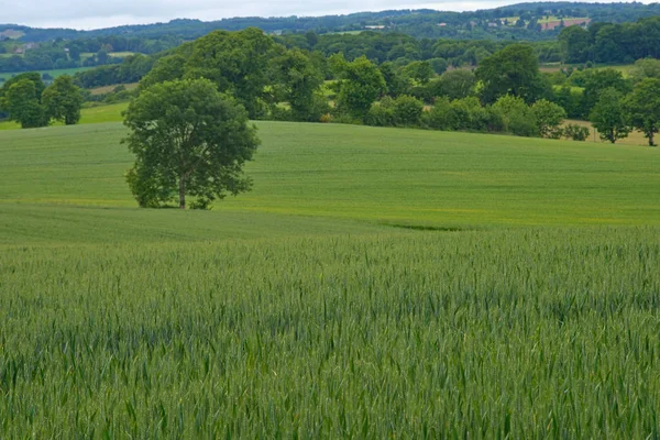 Weizenfeld mit Wäldern und Himmel im Hintergrund — Stockfoto