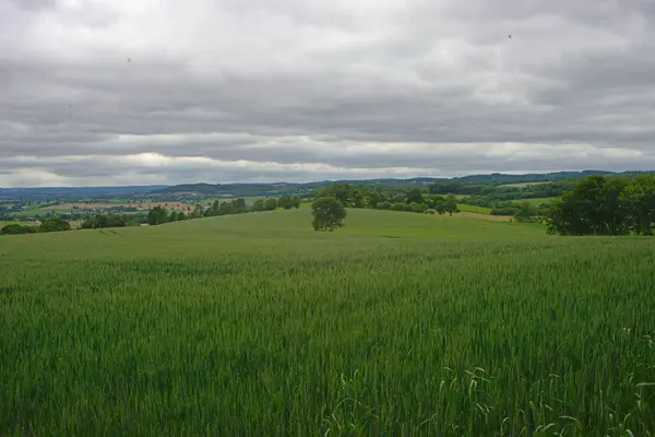 Champ de blé avec forêts et ciel en arrière-plan — Photo