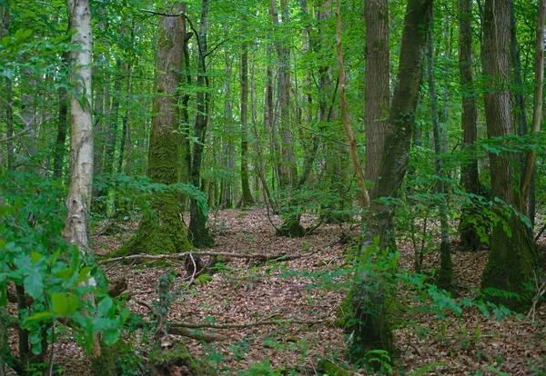 Vista em troncos de árvore em dentro de na floresta velha — Fotografia de Stock