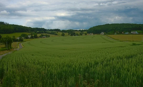 Normandiya 'nın huzurlu kırsalında buğday tarlası ve bulutlu gökyüzü — Stok fotoğraf