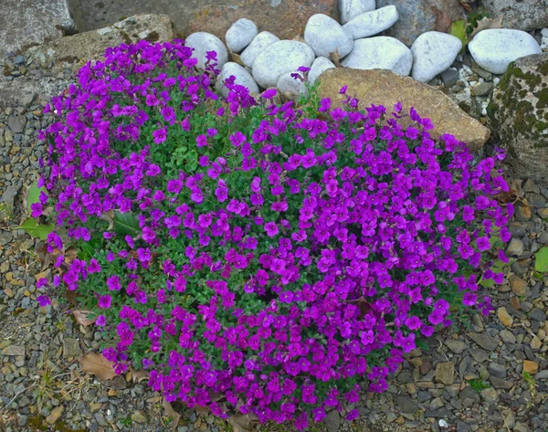 Растение цветет маленькими фиолетовыми цветами на каменной стене — стоковое фото
