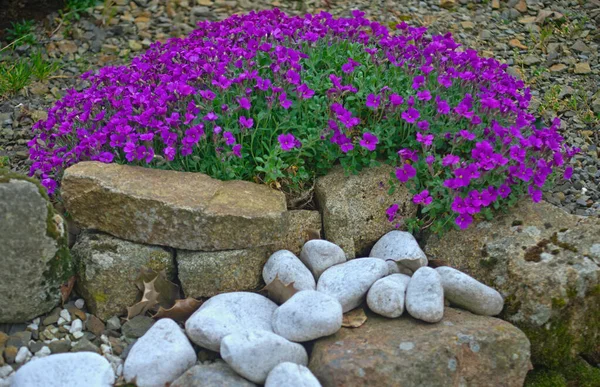 Рослина квітуча з невеликими фіолетовими квітами на кам'яній стіні Стокове Зображення