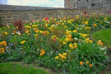 Arkadaki çimenlikte ve taş duvarda çeşitli çiçek açan bitkiler var.