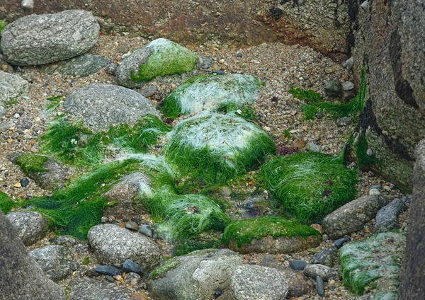 Зеленые Водоросли Скалистой Поверхности Берега Океана — стоковое фото