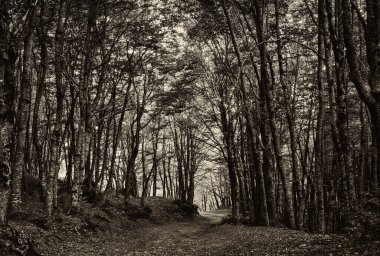Madonie Park 'taki kayın ormanı. monokrom
