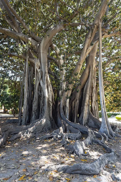 Největší Exotický Strom Celé Evropě Ficus Macrophylla Nachází Piazza Marina — Stock fotografie