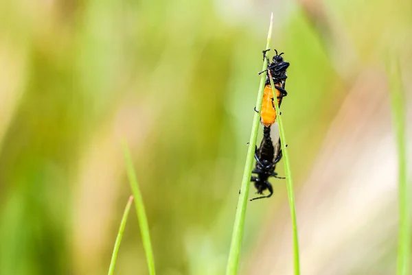 Accouplement Insectes Sur Fond Vert Flou Naturel — Photo