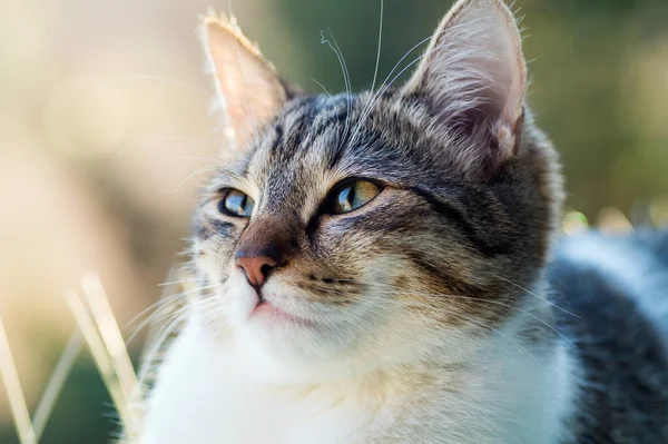 Gattino Con Bellissimi Occhi Sullo Sfondo Sfocato Primo Piano Bokeh — Foto Stock