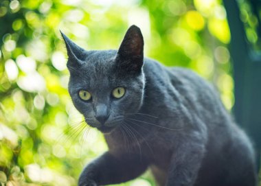 Şirin gri kedi. Yakından.