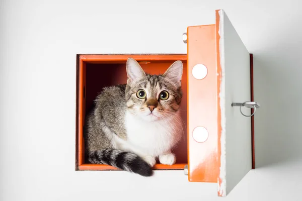 Söt Katt Inuti Strongbox Closeup — Stockfoto