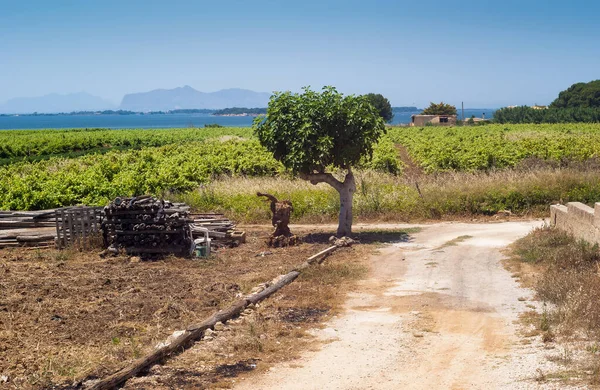Beautiful Sicilian Field Landscape Lonely Tree — Stock Photo, Image