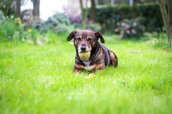 Pies Odpoczywający Piłką Tenisową Został Znaleziony Ogrodzie Zbliżenie — Zdjęcie stockowe