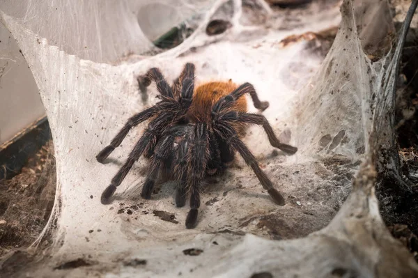 Obří Tarantula Svém Přirozeném Prostředí Detailní Záběr — Stock fotografie