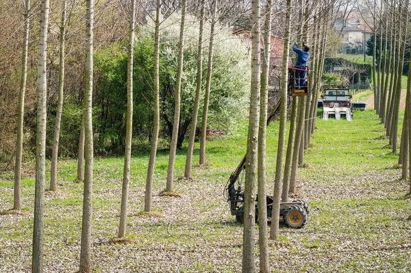 Pruning Works Poplar Trees Using Remote Controlled Truck Standing Platform — Stock Photo, Image