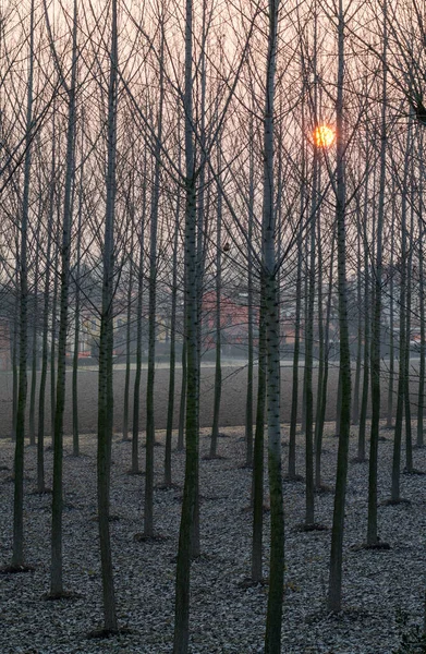 Group Poplars Sunset Padua Italy — Stock Photo, Image