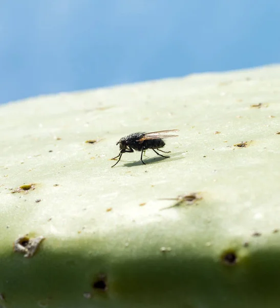 Una Macro Toma Mosca Tumbada Una Pera Espinosa —  Fotos de Stock