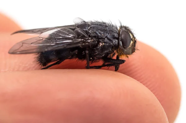 Una Macro Toma Mosca Tumbada Dos Dedos —  Fotos de Stock