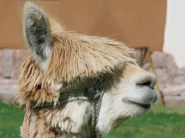 Llama de cerca, Valle Sagrado, Machu Picchu, Cuzco, Perú —  Fotos de Stock