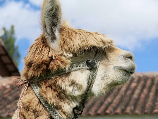Lama zavřít nahoru, posvátné údolí, Machu Picchu, Cusco, Peru — Stock fotografie