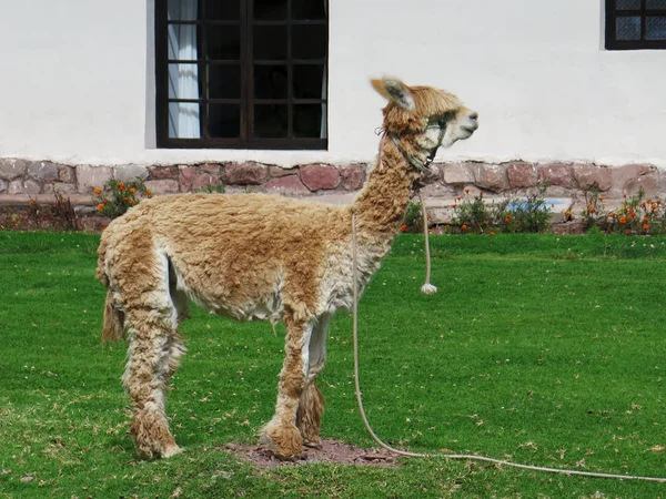 Lama zavřít nahoru, posvátné údolí, Machu Picchu, Cusco, Peru — Stock fotografie