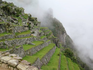 Teras ve eski evler Machu Picchu