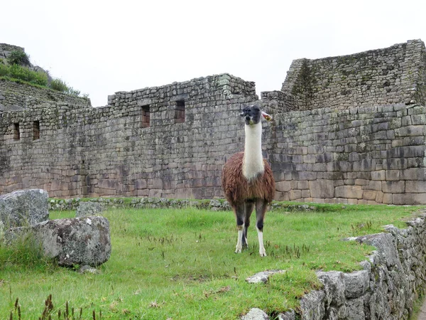 Llama på terrasser och antika hus Machu Picchu — Stockfoto