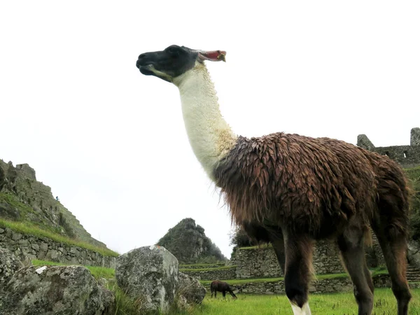 Llama på terrasser och antika hus Machu Picchu — Stockfoto