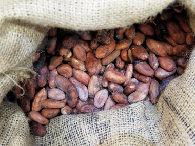 kakao çekirdeği arka plan