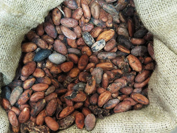 Kakaobönor bakgrund — Stockfoto