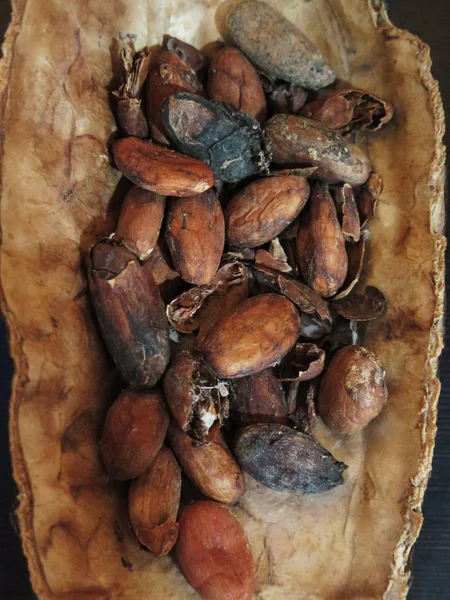 Granos de cacao fondo — Foto de Stock