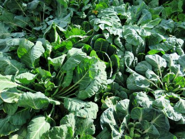 bir alanda taze ıspanak