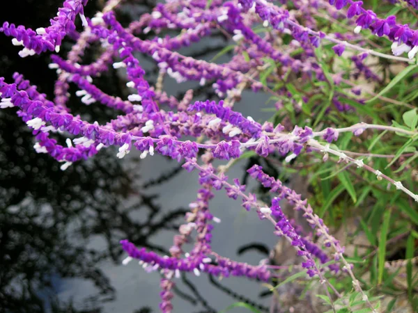 Campo de flores de lavanda, flor silvestre aromática púrpura fresca — Foto de Stock