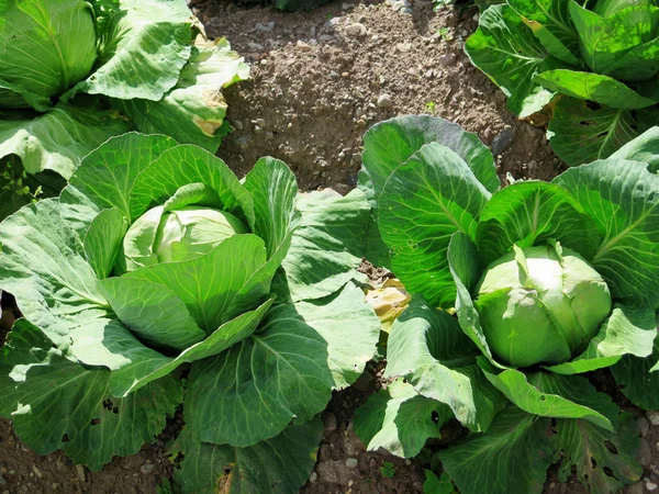 Planta de alface verde no campo — Fotografia de Stock