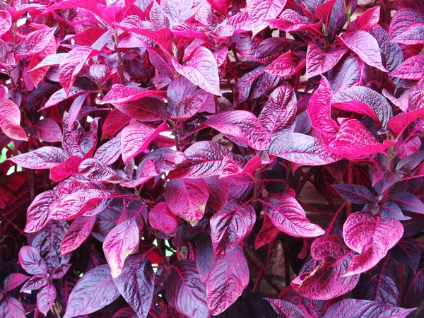 Codiaeum variegatum Purple and red leaves close up — Stock Photo, Image