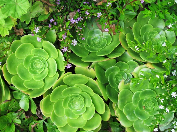 Flor de cacto suculenta verde — Fotografia de Stock