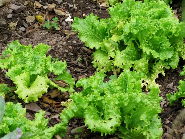 Зелений салат рослина в полі — стокове фото