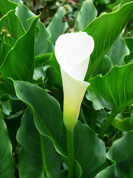 Schöne frische weiße Calla-Blume — Stockfoto
