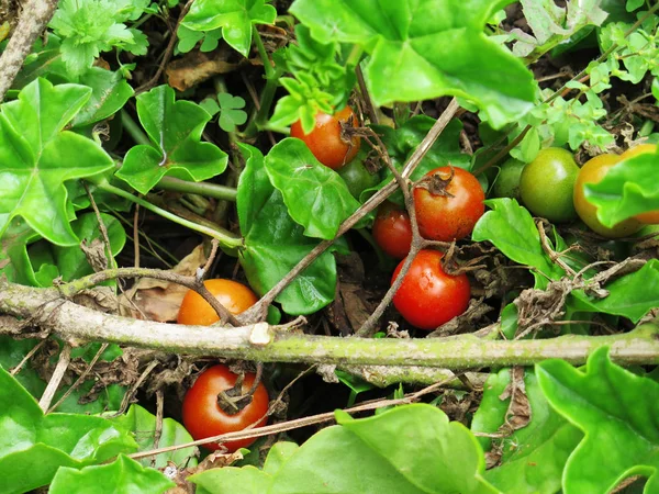 Red cherry tomato ready to be harvested — Stock Photo, Image