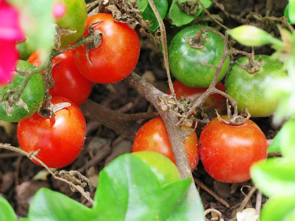 红色樱桃番茄准备收获 — 图库照片